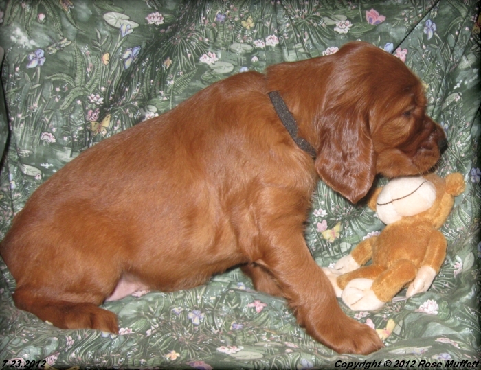 Liza's Puppies