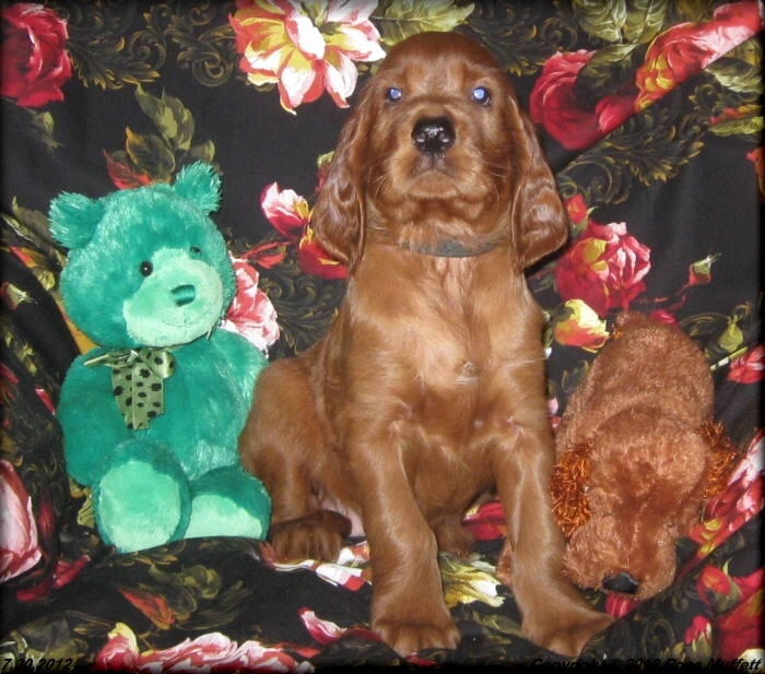 Liza's Puppies