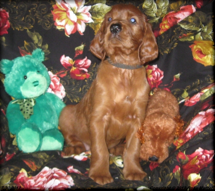 Liza's Puppies