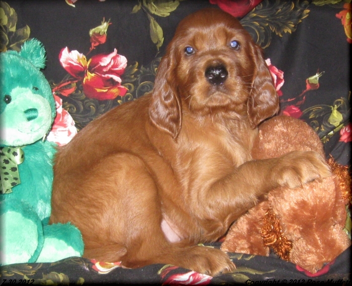 Liza's Puppies