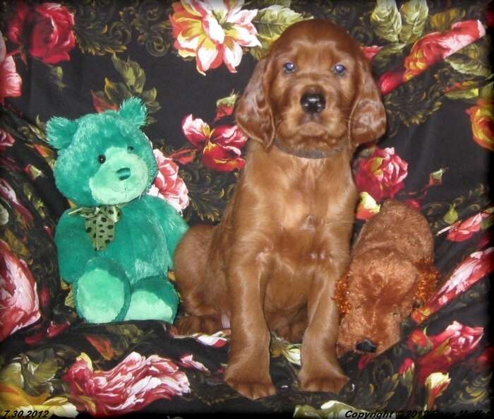 Liza's Puppies