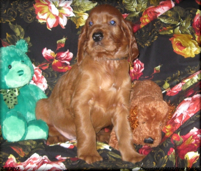 Liza's Puppies