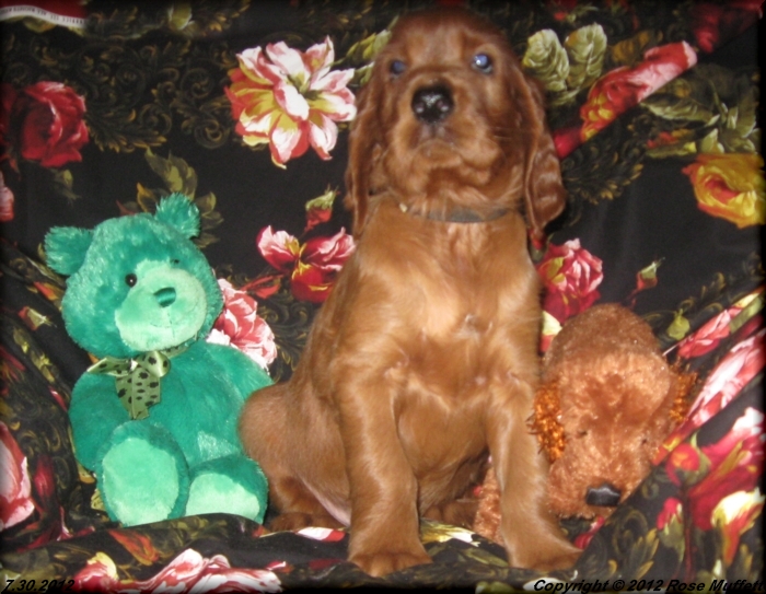 Liza's Puppies