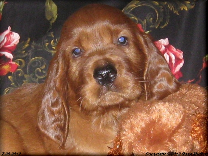 Liza's Puppies