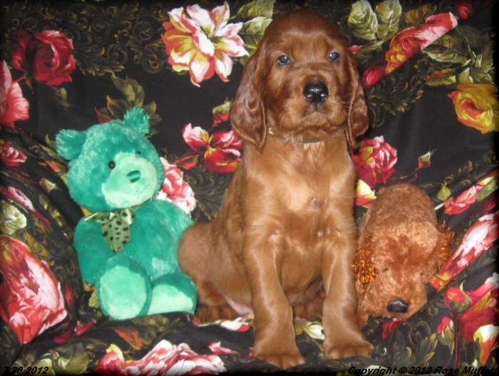 Liza's Puppies