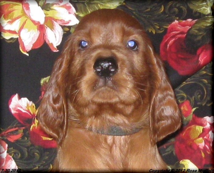 Liza's Puppies