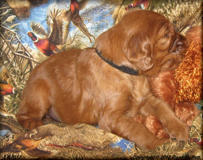 Liza's Puppies