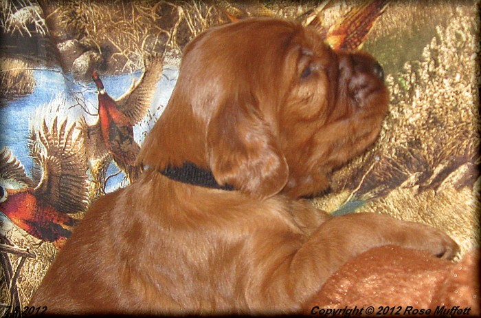 Liza's Puppies