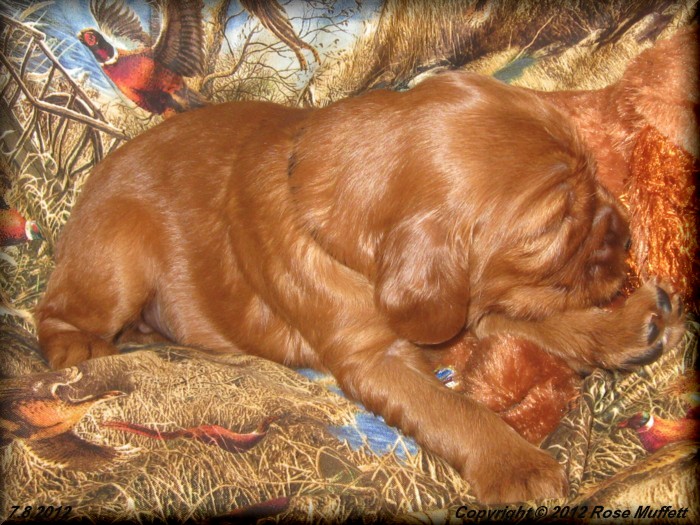 Liza's Puppies