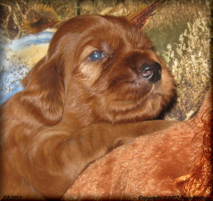 Liza's Puppies