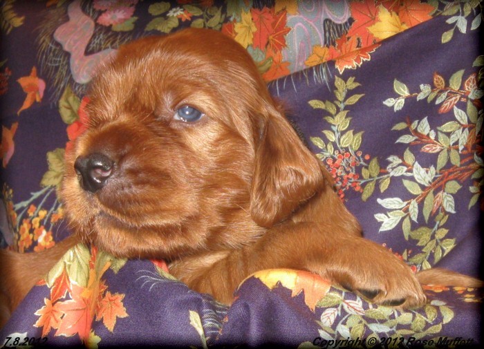 Liza's Puppies