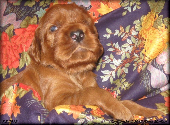 Liza's Puppies