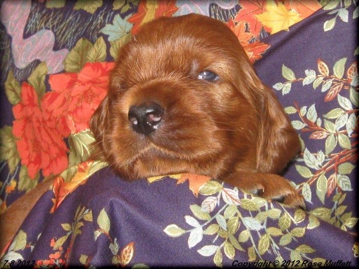 Liza's Puppies