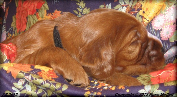 Liza's Puppies