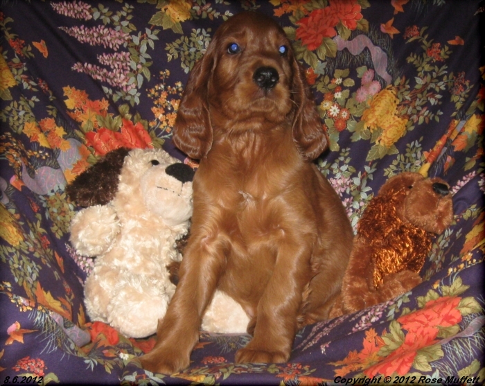 Liza's Puppies