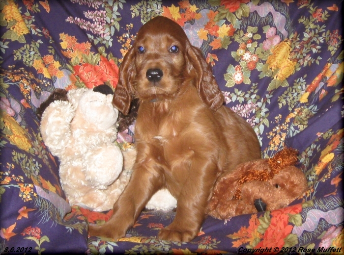 Liza's Puppies