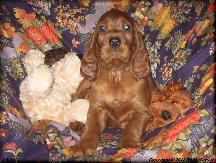 Liza's Puppies