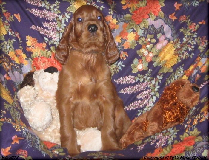Liza's Puppies