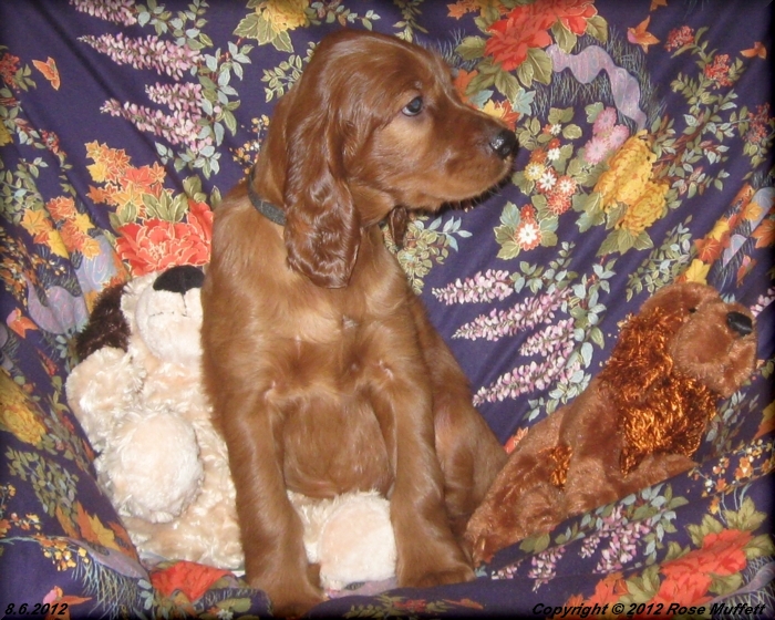 Liza's Puppies