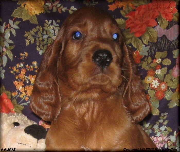Liza's Puppies