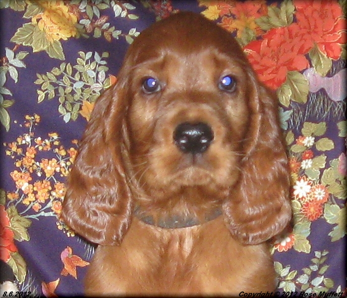 Liza's Puppies