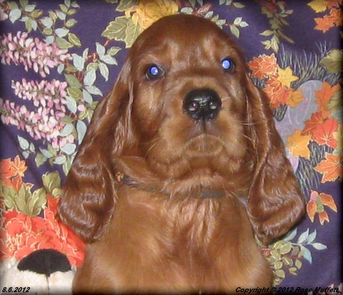 Liza's Puppies