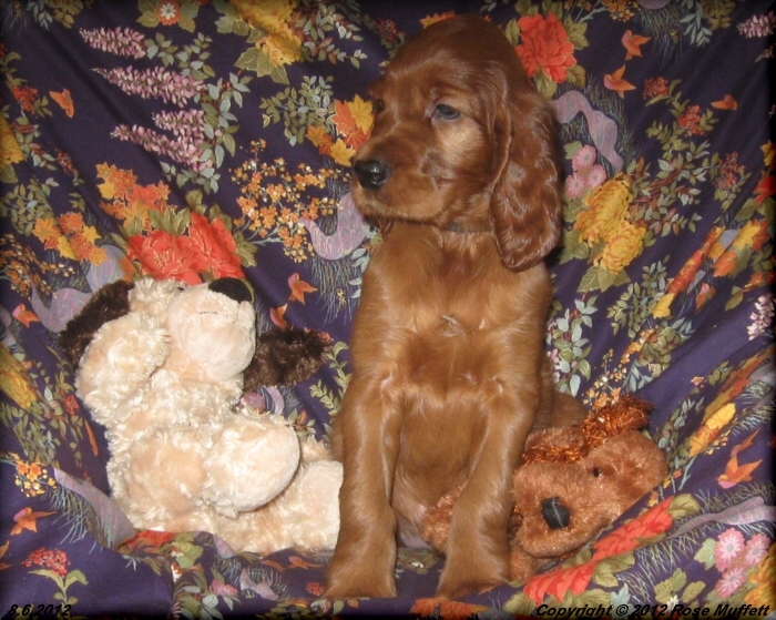 Liza's Puppies