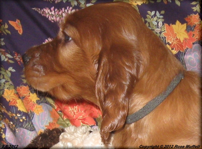 Liza's Puppies