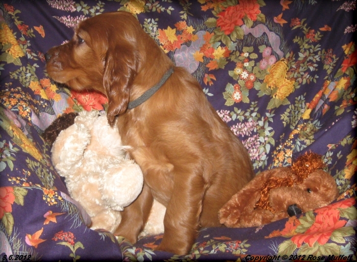 Liza's Puppies