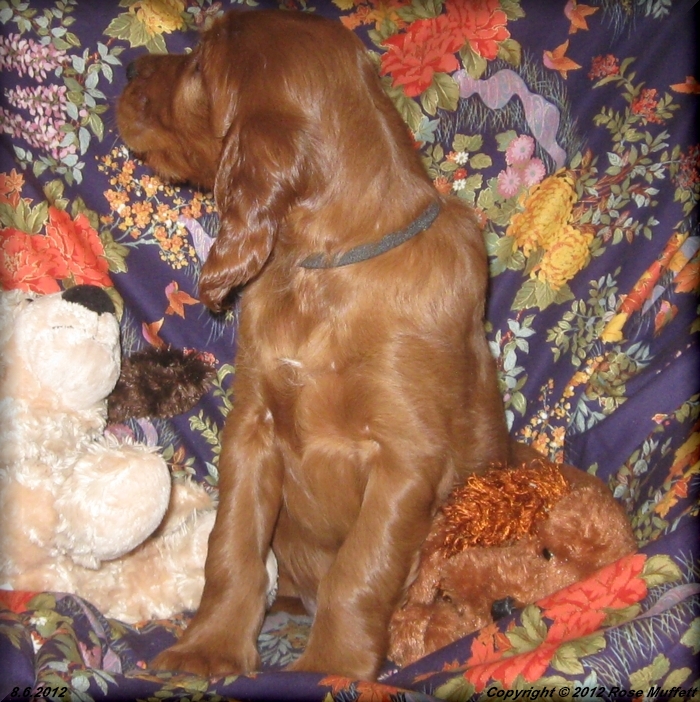 Liza's Puppies