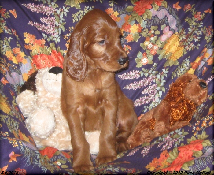 Liza's Puppies