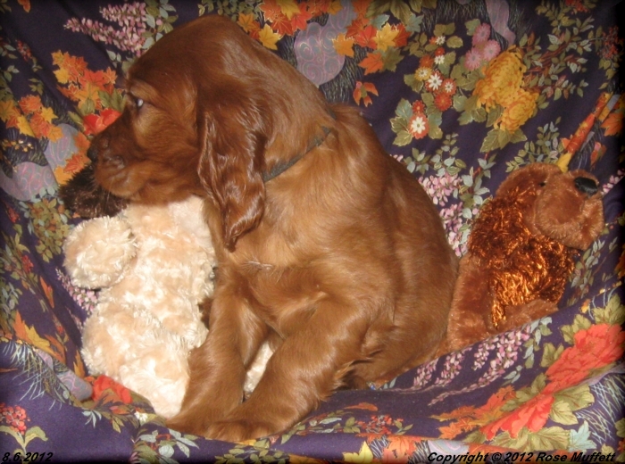 Liza's Puppies