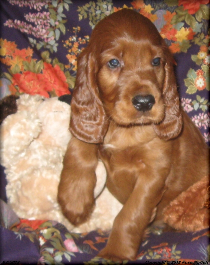 Liza's Puppies