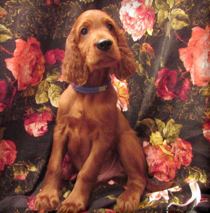 Liza's Puppies