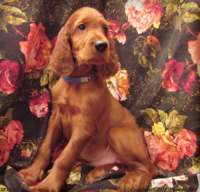 Liza's Puppies