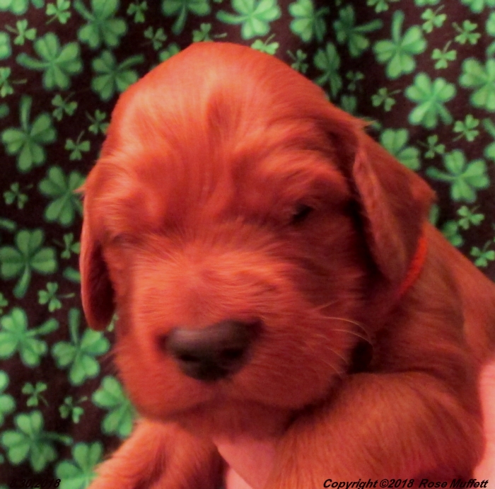 Liza's Puppies