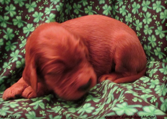 Liza's Puppies