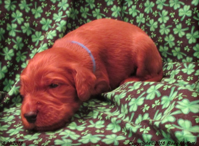 Liza's Puppies