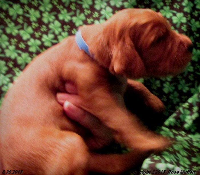 Liza's Puppies