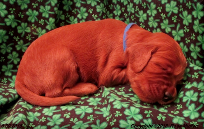 Liza's Puppies
