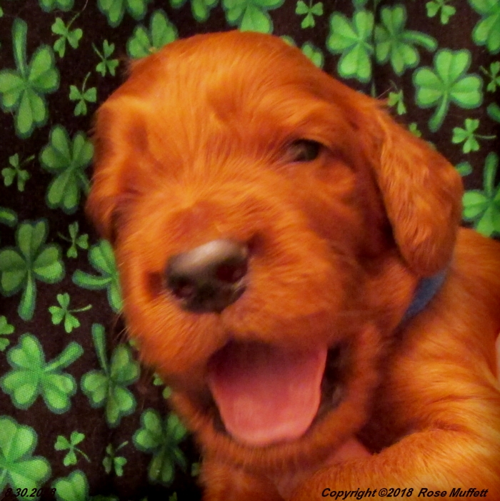 Liza's Puppies