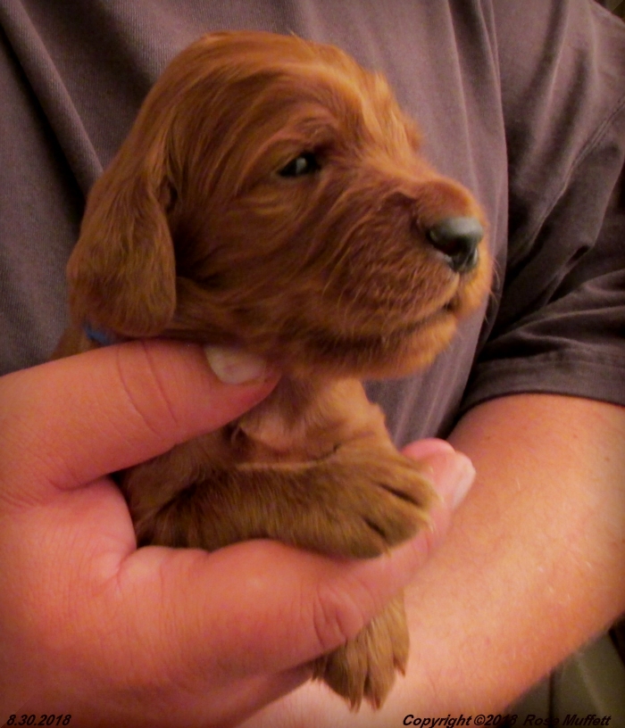 Liza's Puppies