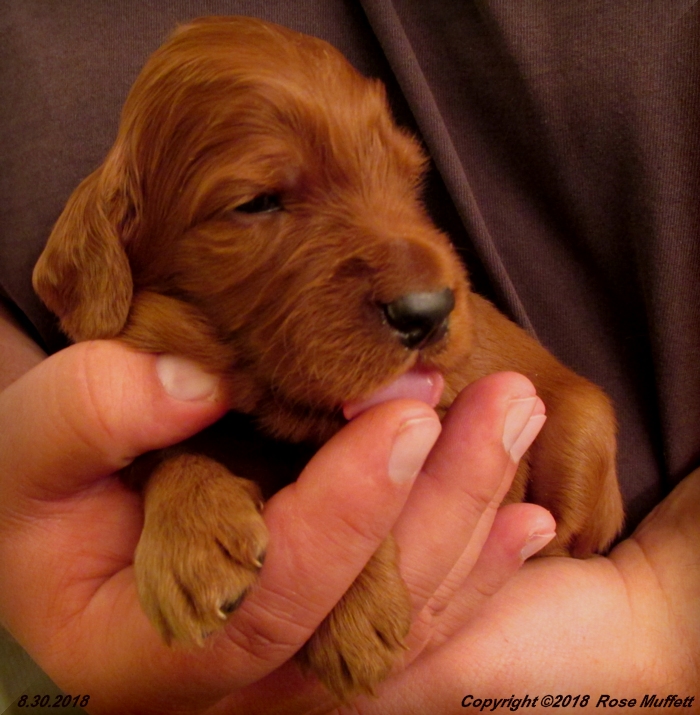 Liza's Puppies