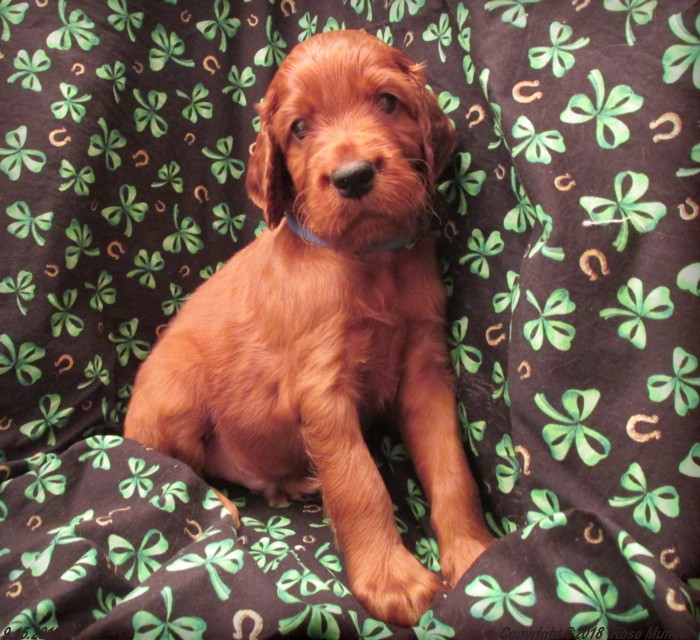 Liza's Puppies