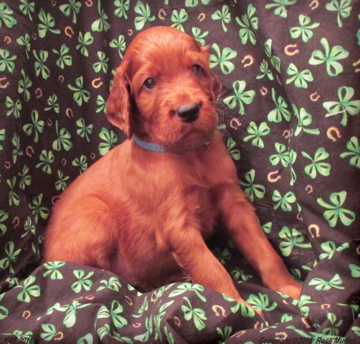 Liza's Puppies