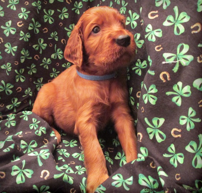 Liza's Puppies
