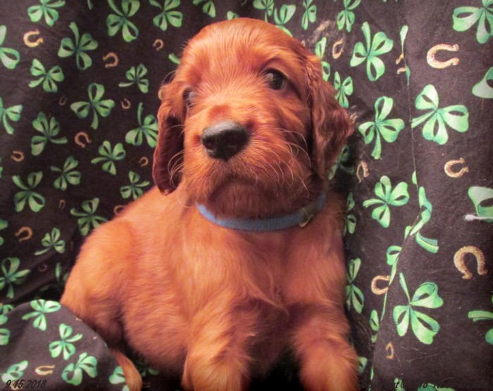 Liza's Puppies