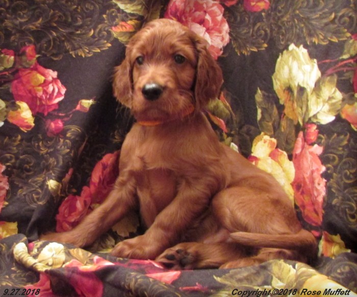 Liza's Puppies