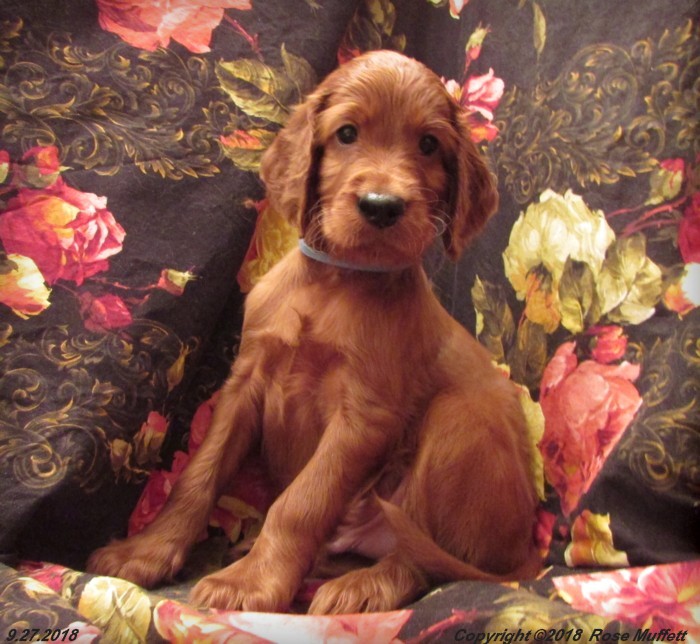Liza's Puppies