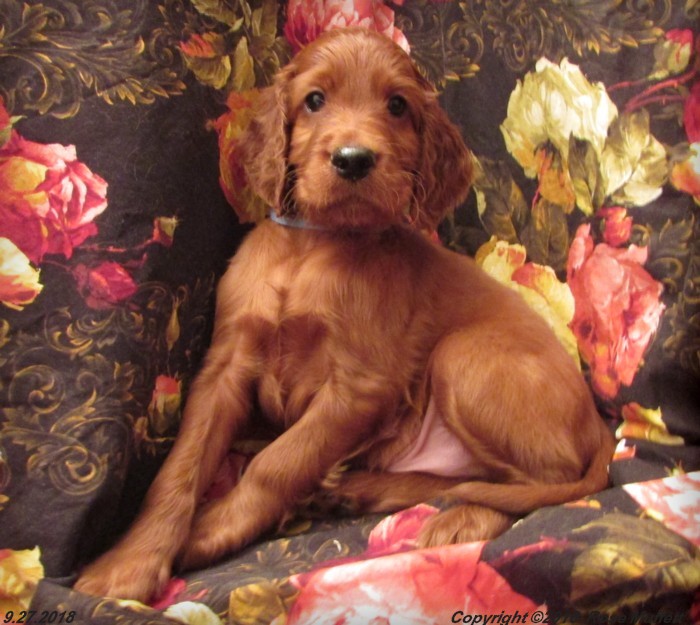 Liza's Puppies